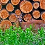 "Mein Reh am Holzstoß"