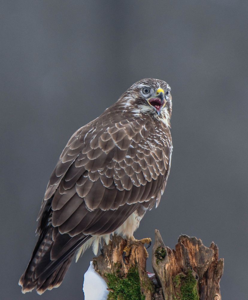 Mein Revier Foto & Bild natur, tiere, vögel Bilder auf