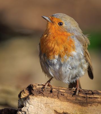 Mein Revier, hier habe ich das Sagen!