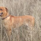 Mein Rhodesian Ridgeback....