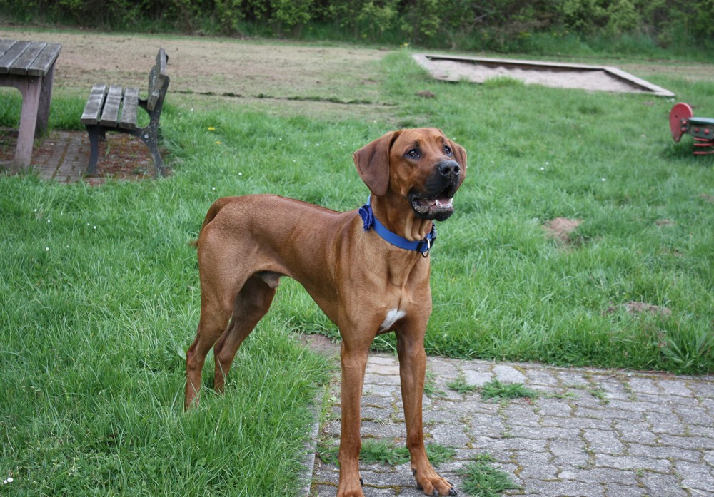 Mein Rhodesian Ridgeback Foto Bild Tiere Haustiere Hunde Bilder Auf Fotocommunity