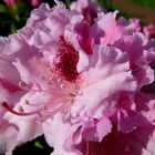 mein Rhododendron...