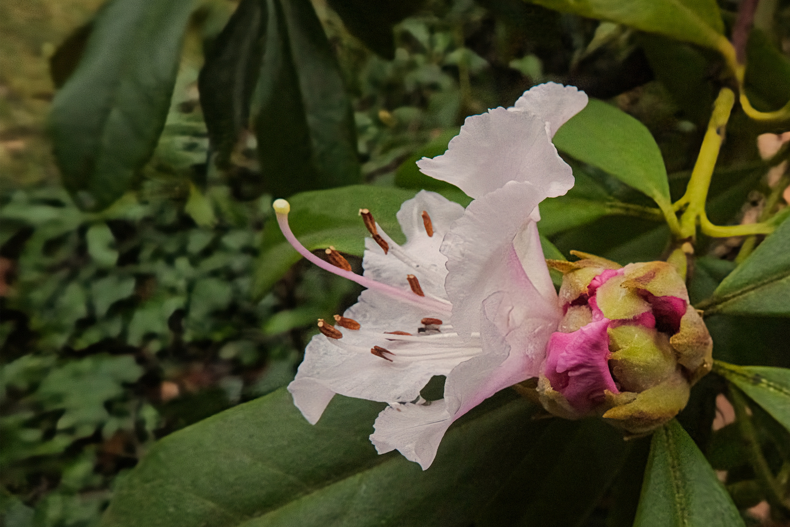 Mein Rhododendron ist wieder sehr früh erblüht !