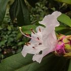 Mein Rhododendron ist wieder sehr früh erblüht !