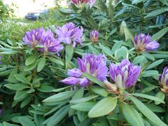 Mein Rhododendron noch eine Farbe