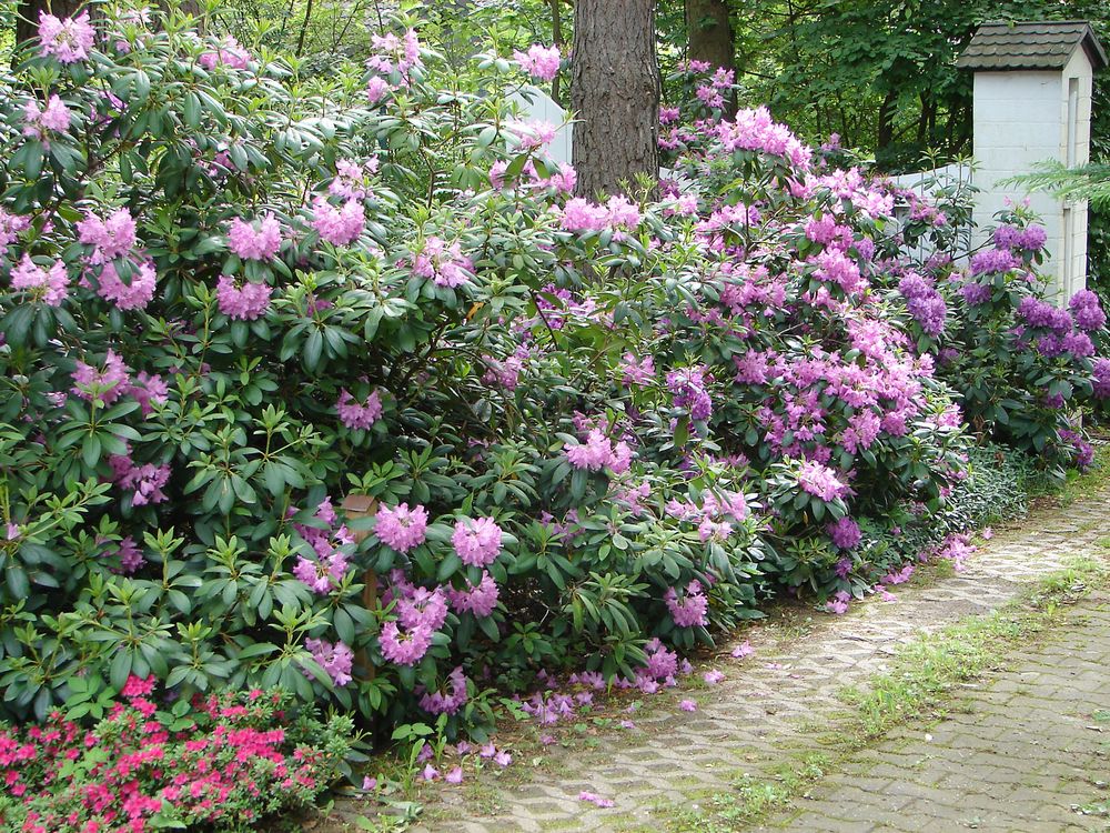 Mein Rhododendrongarten II Foto & Bild | natur, pflanzen, garten Bilder ...