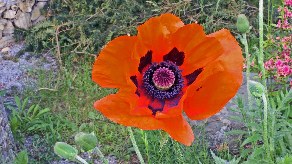 Mein "Riesenmohn" im Garten gestern morgen mit weit geöffnetem Blütenkelch...