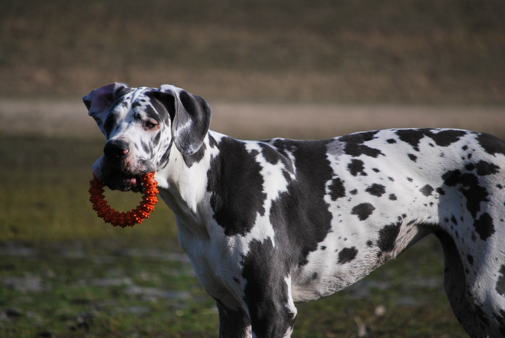 Mein Ring ....