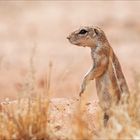 Mein Roadmovie [13] - Erdhörnchen