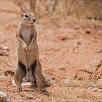 Mein Roadmovie [27] - Erdhörnchen