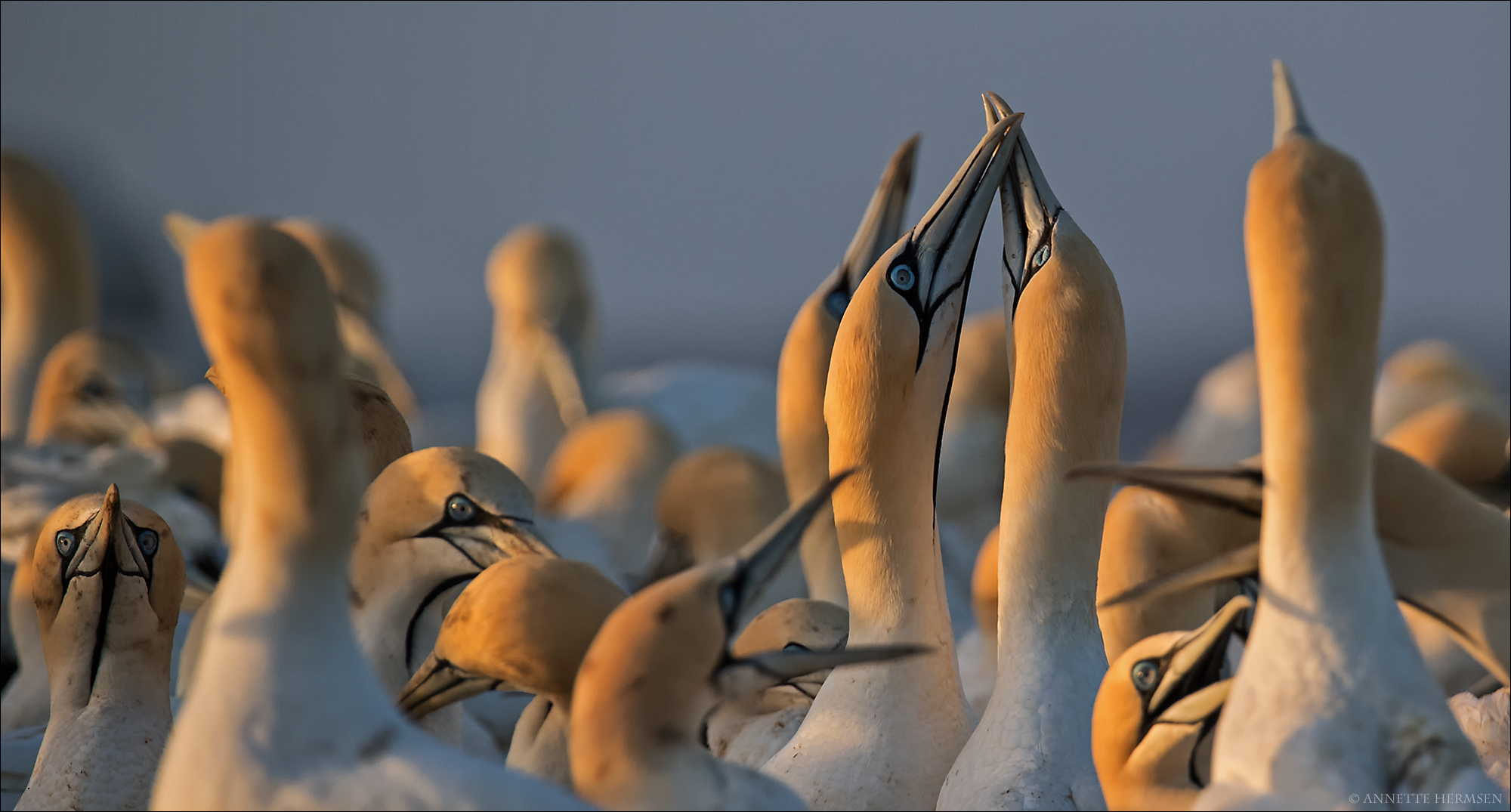 Mein Roadmovie [5] - Tender Gannets