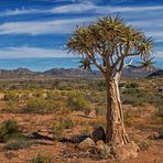 Mein Roadmovie [6] - Namaqualand