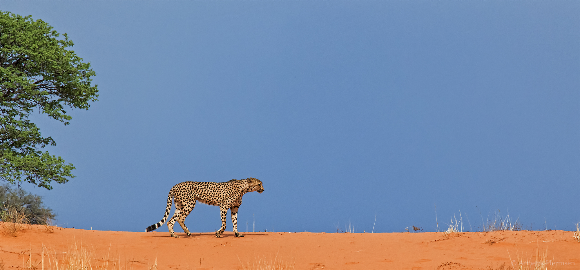 Mein Roadmovie [69] - Cheetah