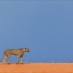 Mein Roadmovie [69] - Cheetah