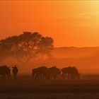 Mein Roadmovie [70] - African Morning