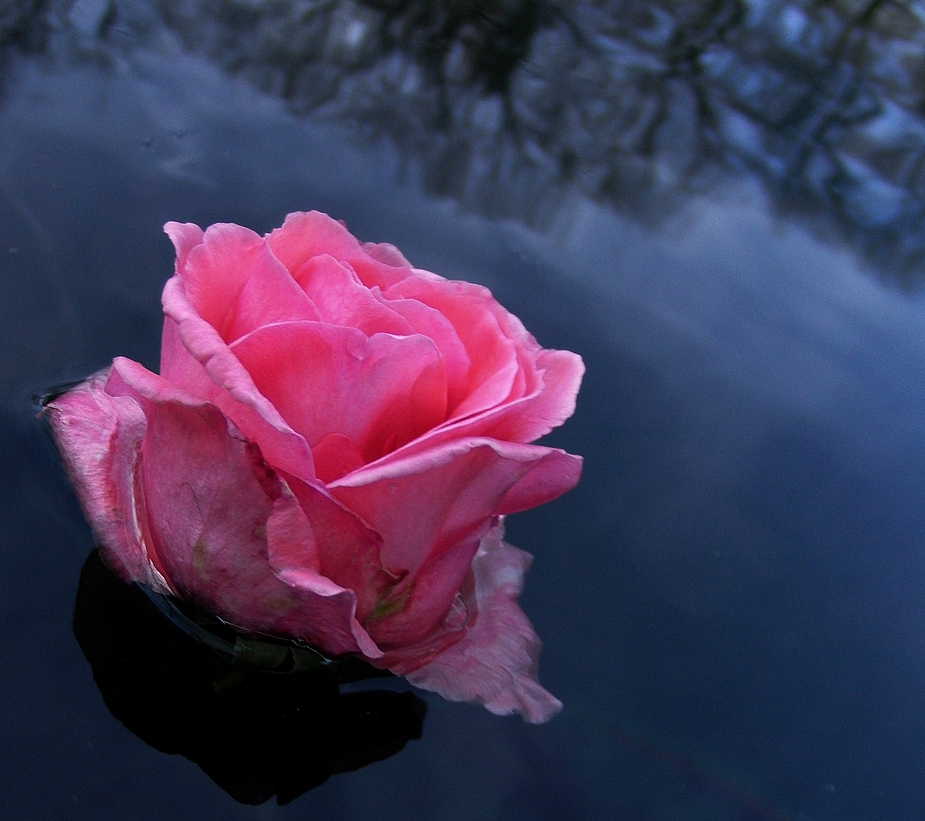 mein rosa Beitrag für Klexy