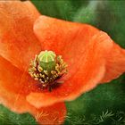 Mein roter Mohn