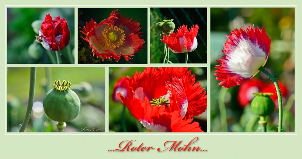 mein roter Mohn...