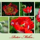 mein roter Mohn...