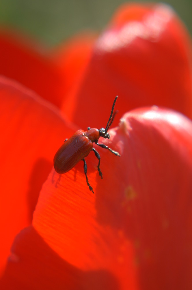 mein rotes Model