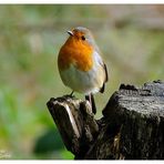 --- Mein Rotkehlchen --- (Erithacus rubecula )