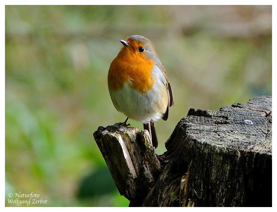 --- Mein Rotkehlchen --- (Erithacus rubecula )