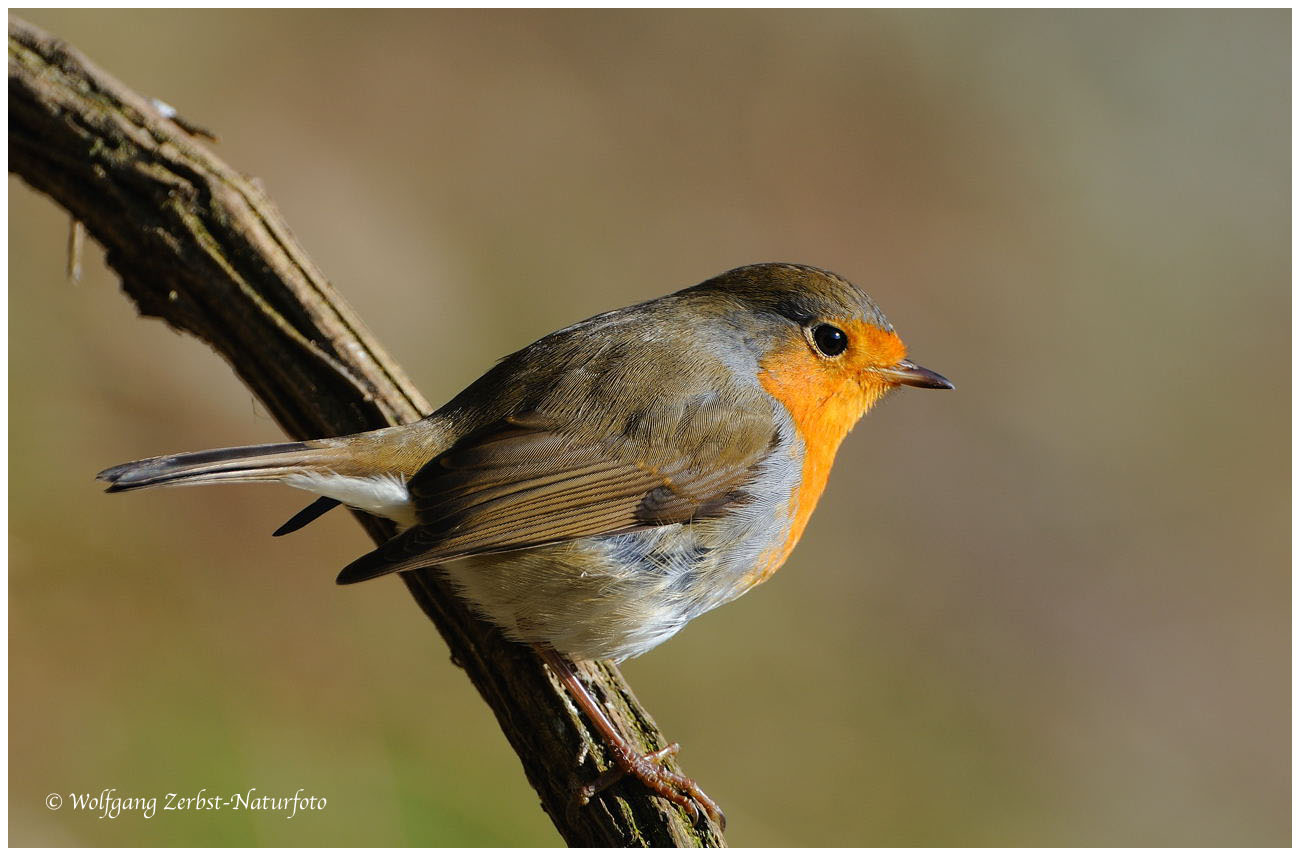 --- Mein Rotkehlchen --- ( Erithacus rubecula )