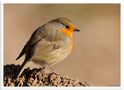 - Mein Rotkehlchen - ( Erithacus rubecula ) von Wolfgang Zerbst - Naturfoto