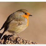 - Mein Rotkehlchen - ( Erithacus rubecula )