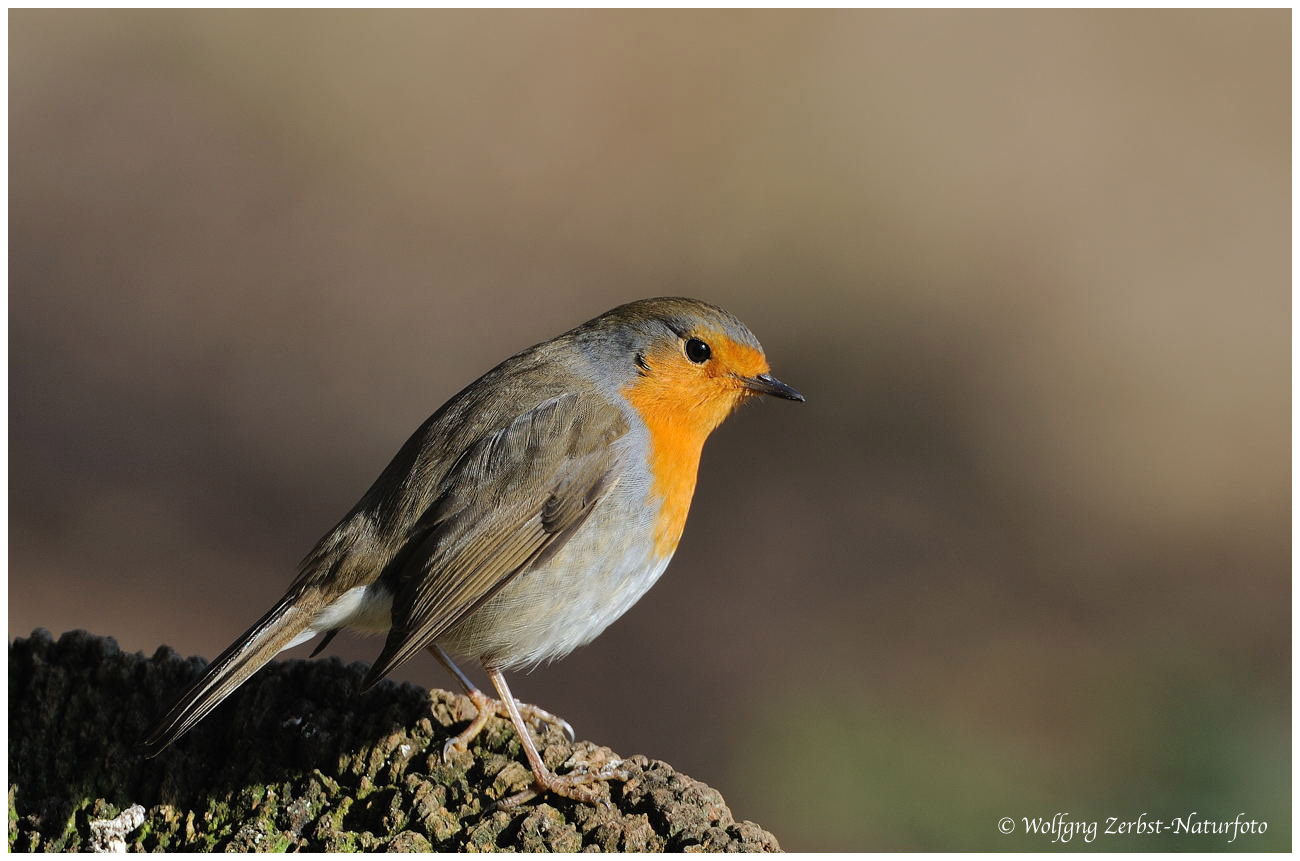 ---Mein Rotkehlchen---- ( Erithacus rubecula )