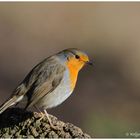 ---Mein Rotkehlchen---- ( Erithacus rubecula )