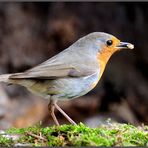 - Mein Rotkehlchen - ( Erithacus rubecula )