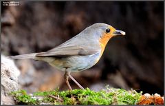 - Mein Rotkehlchen - ( Erithacus rubecula )