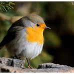 - Mein Rotkehlchen - ( Erithacus rubecula )