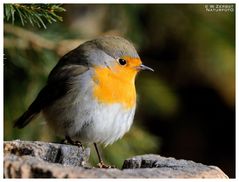 - Mein Rotkehlchen - ( Erithacus rubecula )