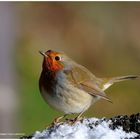 --- Mein Rotkehlchen --- ( Erithacus rubecula )