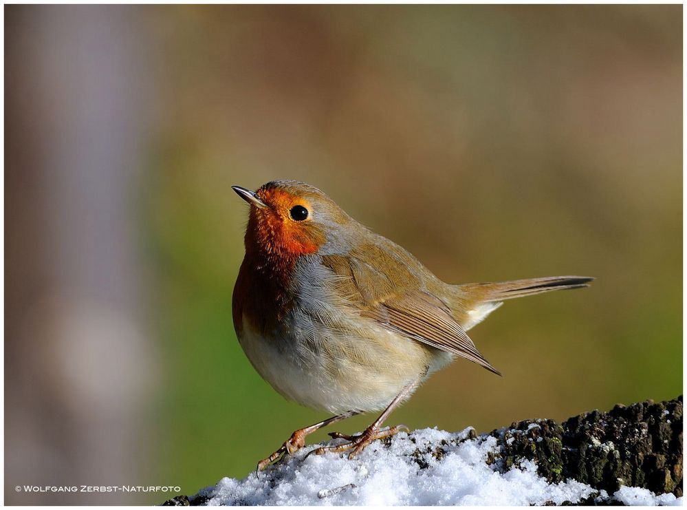 --- Mein Rotkehlchen --- ( Erithacus rubecula )