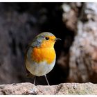 -- Mein Rotkehlchen -- (Erithacus rubecula)