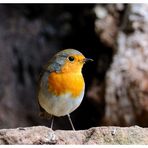 -- Mein Rotkehlchen -- (Erithacus rubecula)