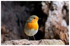 -- Mein Rotkehlchen -- (Erithacus rubecula) von Wolfgang Zerbst - Naturfoto