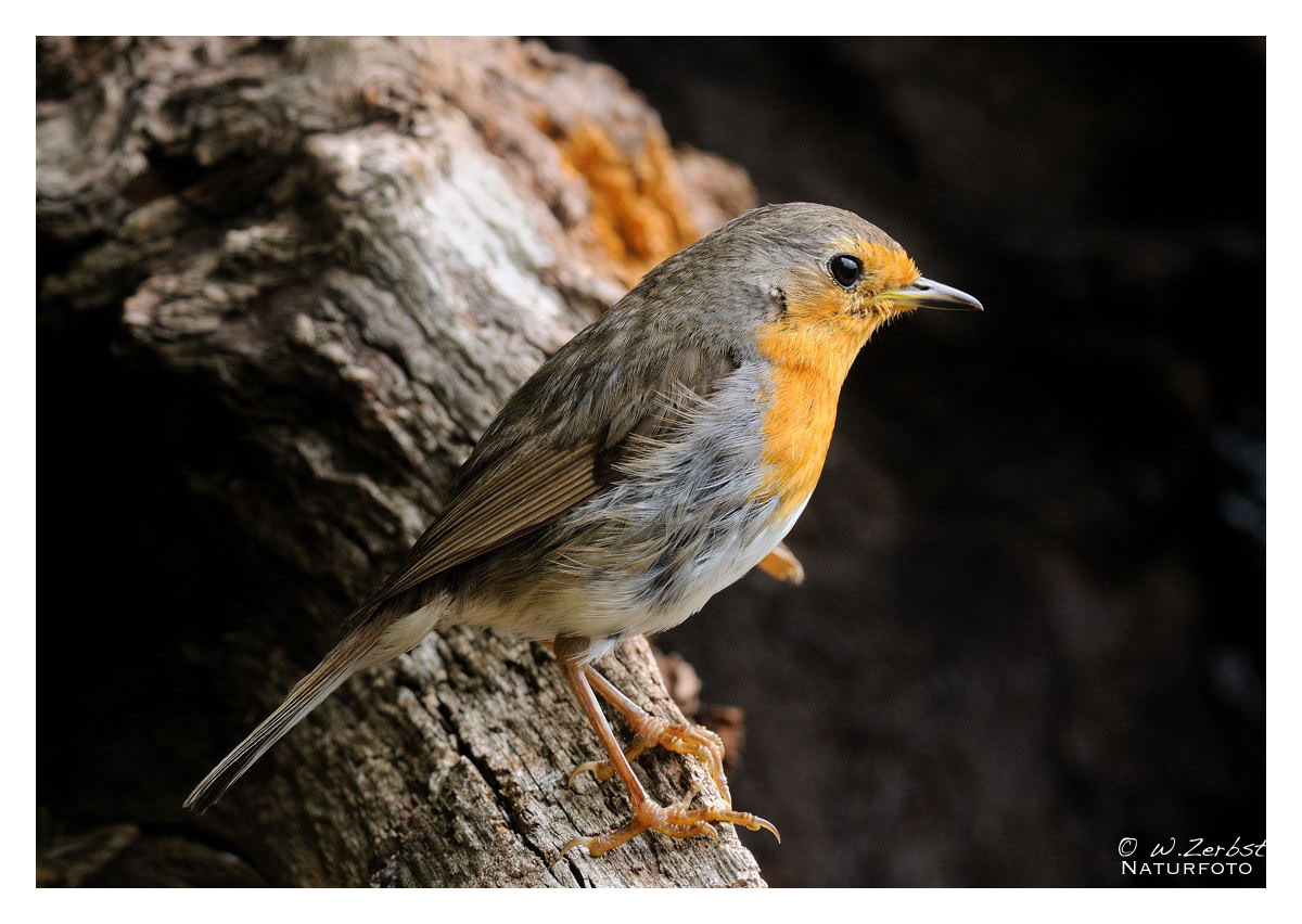 - Mein Rotkehlchen - ( Erithacus rubecula )