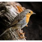 - Mein Rotkehlchen - ( Erithacus rubecula )