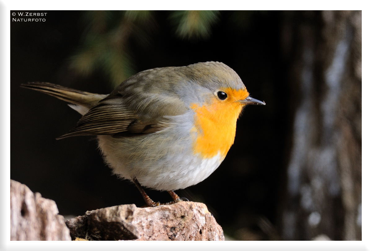 - Mein Rotkehlchen - ( Erithacus rubecula )