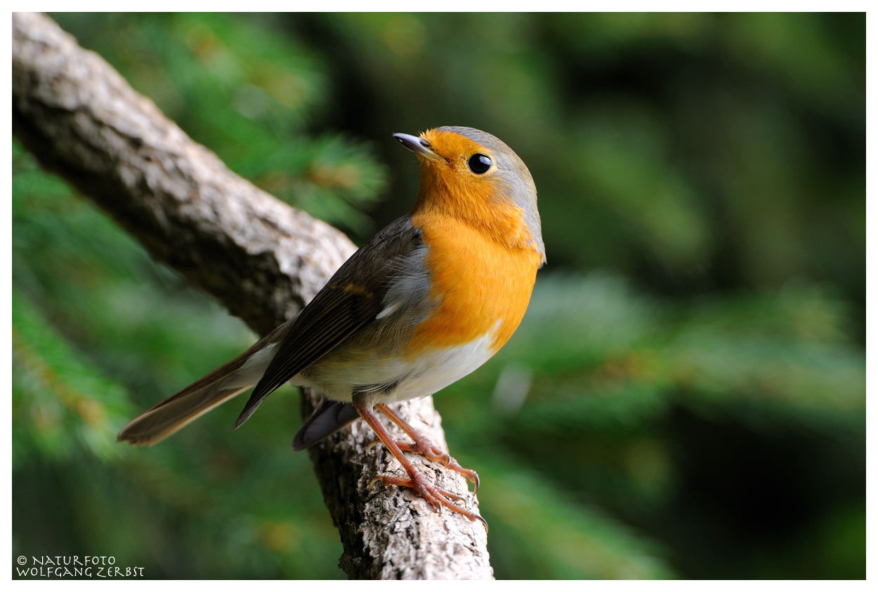 - Mein Rotkehlchen - ( Erithacus rubecula )