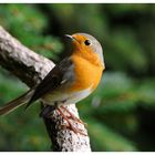 - Mein Rotkehlchen - ( Erithacus rubecula )