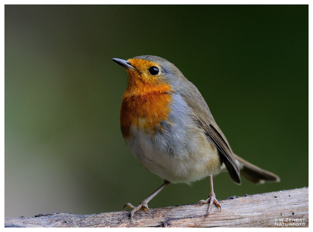 - Mein Rotkehlchen - ( Erithacus rubecula )