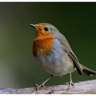 - Mein Rotkehlchen - ( Erithacus rubecula )