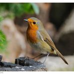 ---- Mein Rotkehlchen ---- ( Erithacus rubecula )