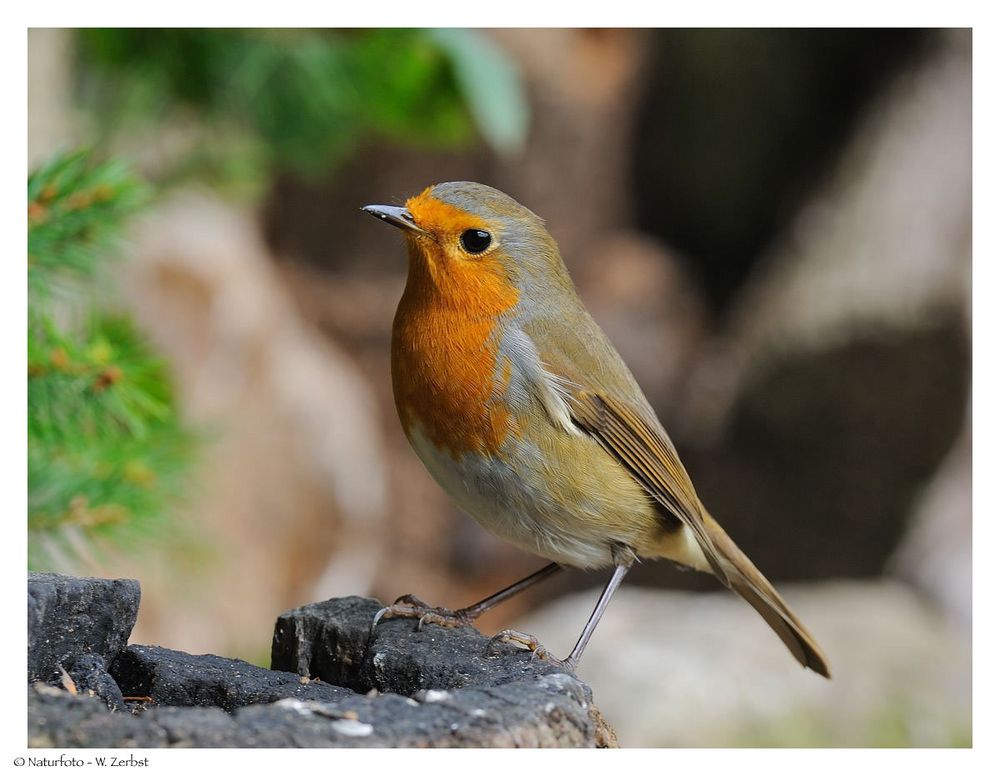 ---- Mein Rotkehlchen ---- ( Erithacus rubecula )