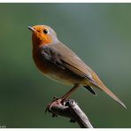 --- Mein Rotkehlchen --- ( Erithacus rubecula )